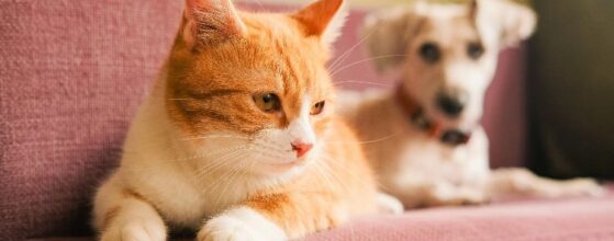 owning pets in Nairobi