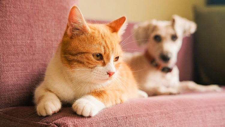 A Practical Guide to Owning Pets in Nairobi: Vet Care, Food, and Housing
